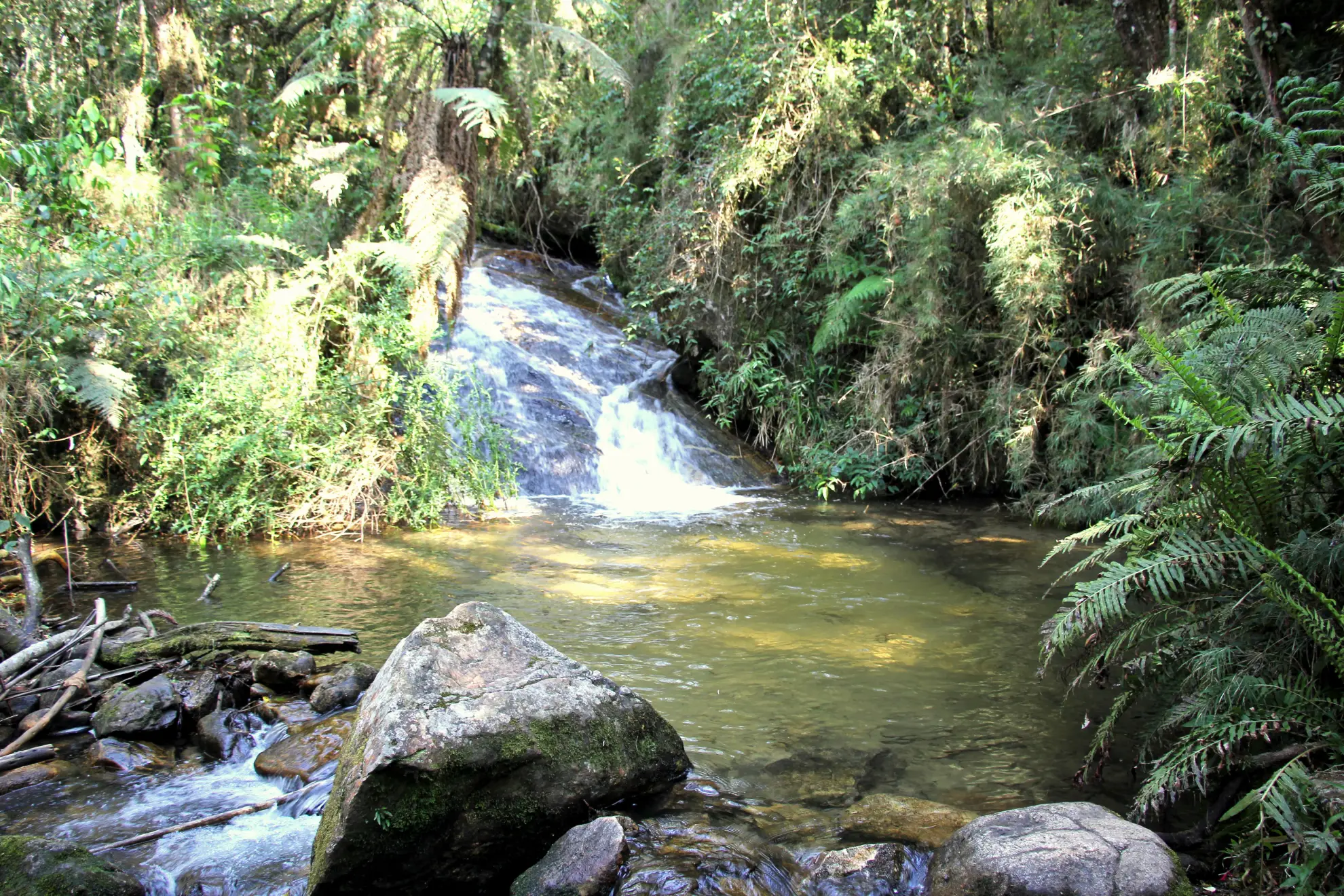 5 trilhas incríveis para fazer em Campos do Jordão